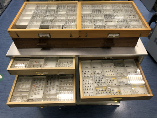 Specimens collections preserved within museum collections are essential components to establish rigorous baseline and monitor changes of biodiversity. Here are ant specimens preserved at the Hong Kong Biodiversity Museum.
(Photo credit: Hong Kong Biodiversity Museum.)
 